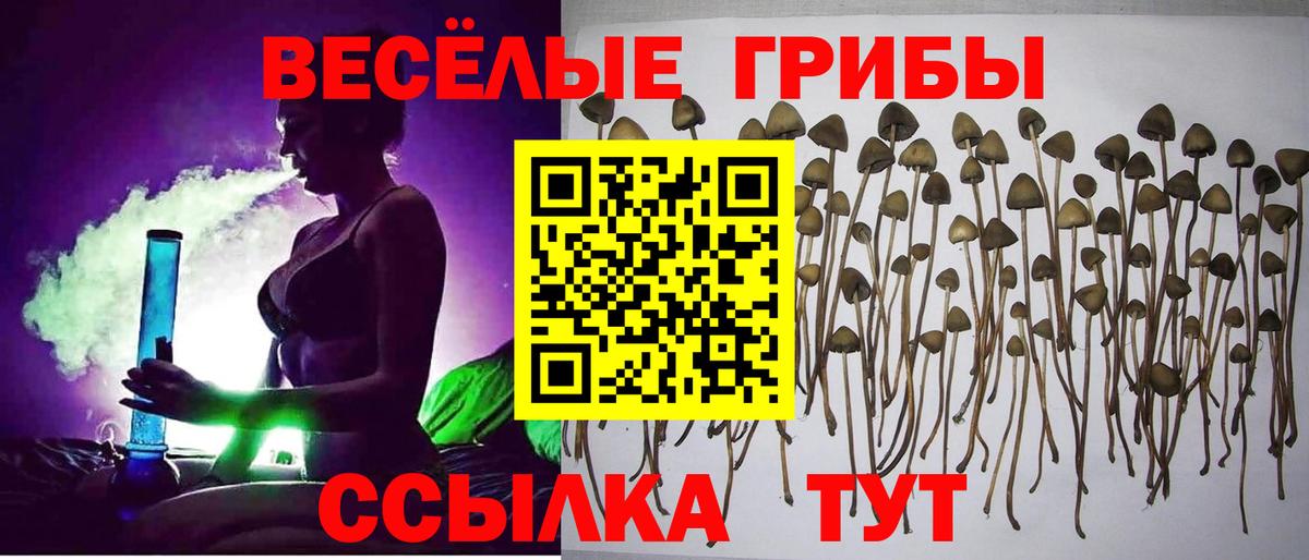Лыткарино  Галлюциногенные грибы прущие грибы  Вход с VPN 